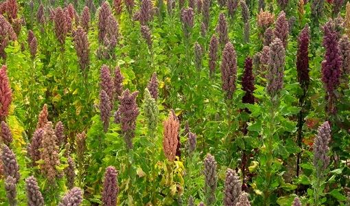 بررسی طرح کشت "کینوا" در ایستگاه تحقیقات کشاورزی برازجان