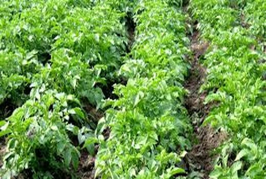 برداشت سیب زمینی از سطح 500هکتاردر شهرستان ارزوئیه