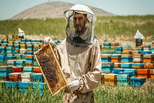 وجود ۱۰۹۶۲ کلونی زنبور عسل در شهرستان ملکشاهی