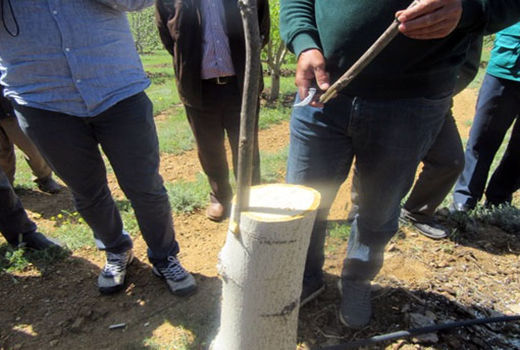 آموزش هرس و پیوند درختان میوه در شهرستان اهر