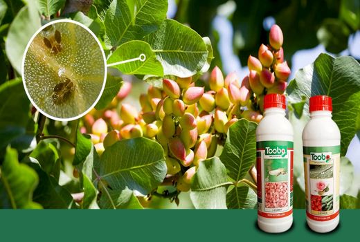 مانور سراسری مقابله با عرضا آفت کش های غیر مجاز و تقلبی در سیرجان برگزار شد