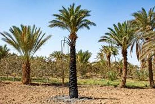 احیای اراضی سنتی کشاورزی در خرمشهر