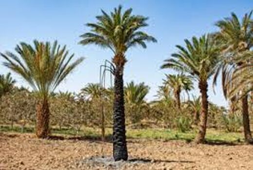 احیای اراضی سنتی کشاورزی در خرمشهر