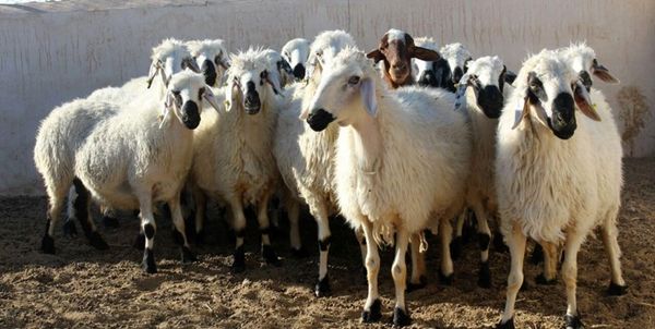 130 راس دام قاچاق در«کامیاران» کشف شد