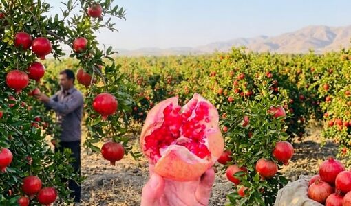 آغاز برداشت محصول انار از باغ های شهرستان کوه چنار