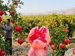 آغاز برداشت محصول انار از باغ های شهرستان کوه چنار