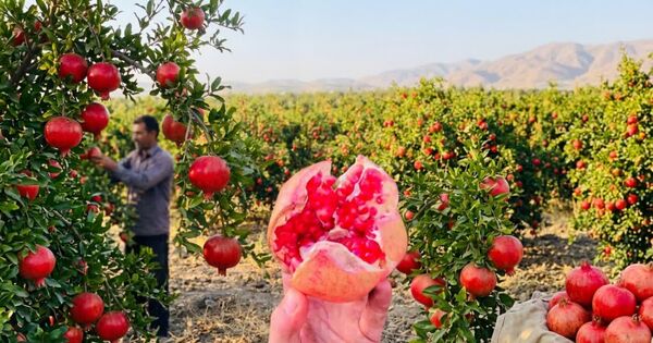 آغاز برداشت محصول انار از باغ های شهرستان کوه چنار