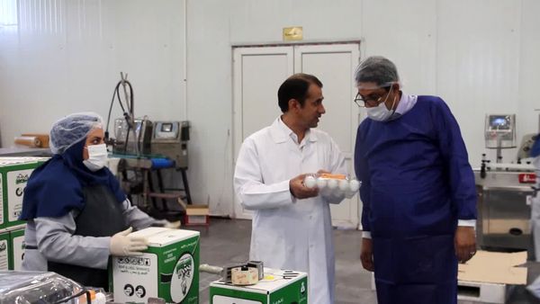 افزایش ۷۹ درصدی صادرات تخممرغ خوراکی از آذربایجان شرقی به ۹ کشور