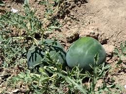 کشت هندوانه دیم در ۱۵۰ هکتار از مزارع کشاورزی شهرستان البرز