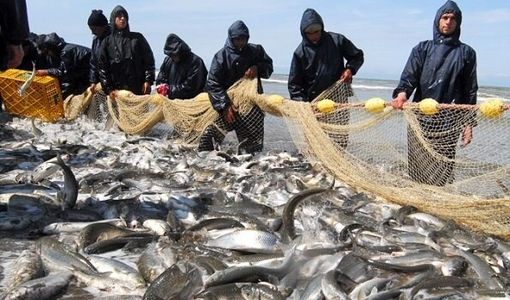 هزار و ۸۹۳ تن انواع ماهیان استخوانی دریای خرز با کاهش ۱۶ درصدی نسبت به سال گذشته صید شد