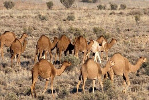 پرورش شتر به‌صورتی صنعتی در جاجرم انجام می‌شود