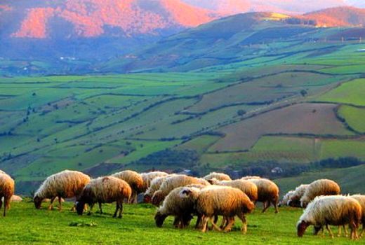 پروانه‌های چرای دام در مراتع استان سمنان دارای طرح اجرایی می‌شود