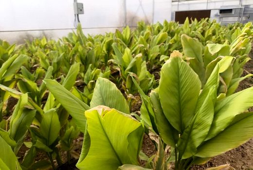 کشت زردچوبه برای نخستین بار در بیضا