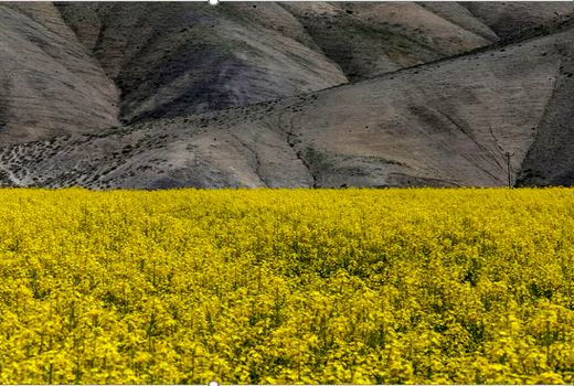 مانه وسملقان رتبه نخست کشت کلزا را در خراسان شمالی دارد