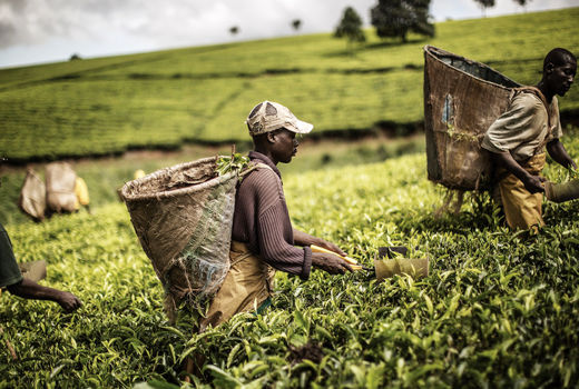 نفوذ غذایی غرب در آفریقا