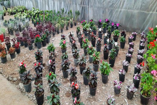 تکثیر گل های زینتی توسط بانوی مرودشتی