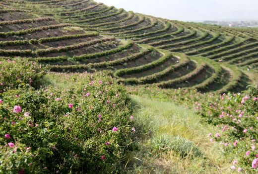 گلستان‌های گل محمدی فرصتی برای توسعه گردشگری