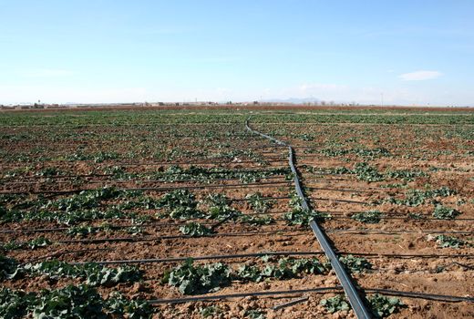 صرفه‌جویی 90 درصدی در مصرف آب 