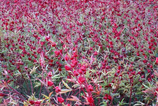 700تن چای ترش از مزارع کشاورزی سیستان و بلوچستان برداشت شد