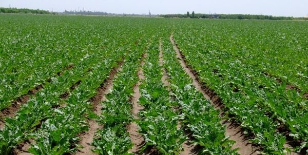 ۹۸۳ هکتار از مزارع کشاورزی استان قزوین زیرکشت چغندرقند 