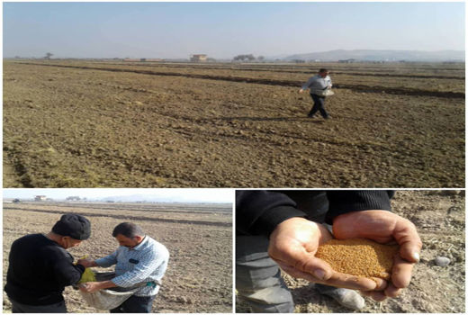 کاشت مزرعه کاملینا برای اولین بار در شهرستان اسکو 