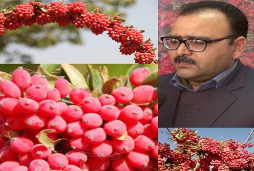 برنامه‌ریزی تعاون روستایی استان خراسان جنوبی برای محصول زرشک  