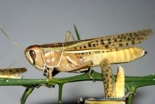 ۳۰ تن سم برای مبارزه با ملخ صحرایی در استان بوشهر تامین شد 