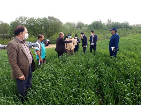 شهرستان دلفان مستعد برای تبدیل به قطب کشت ارقام اصلاح شده نخود و کشت مکانیزه نخود در کشور