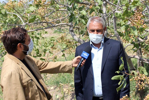 پیش بینی تولید 214 تن محصول پسته خشک در شهرستان مرند