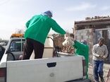 رصد، تشخیص و مهار یک کانون بیماری آنفلوانزای فوق حاد پرندگان در طیور بومی آذربایجان غربی