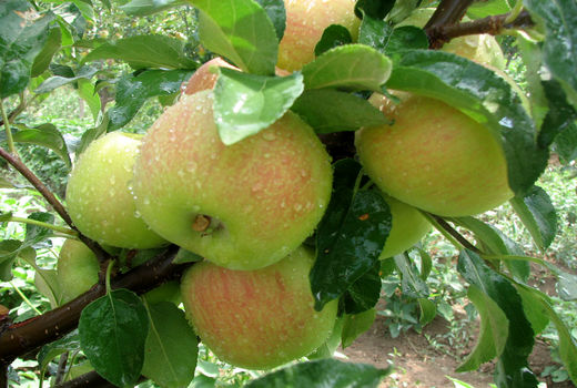 امسال  ۶۰۰ هزار تن محصولات باغی در قزوین تولید می شود