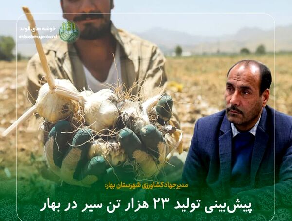 پیش‌بینی تولید ۲۳ هزار تن سیر در بهار