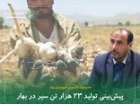 پیش‌بینی تولید ۲۳ هزار تن سیر در بهار