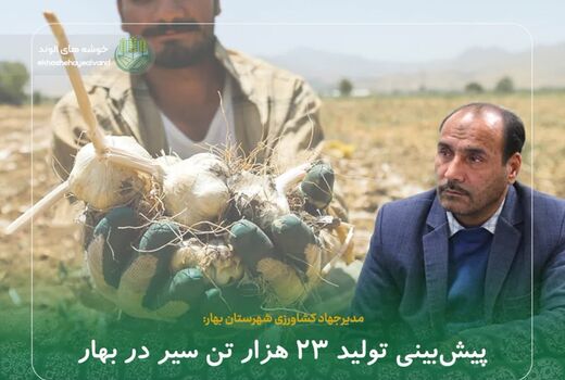 پیش‌بینی تولید ۲۳ هزار تن سیر در بهار