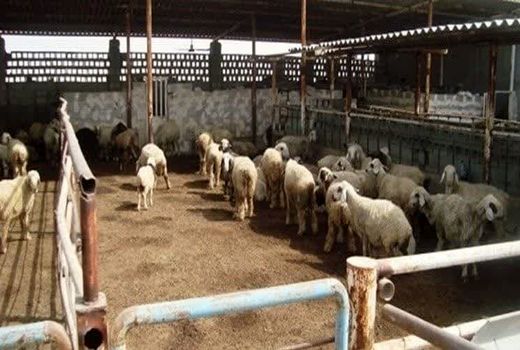 اجرای یک هزار و 665 طرح اشتغال دامپروری در چهارمحال و بختیاری