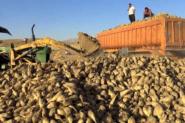 آغاز برداشت چغندرقند در کوار