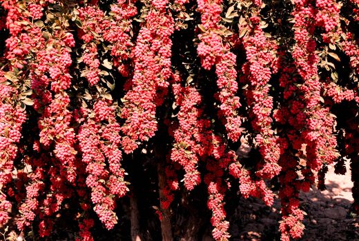 راه اندازی آزمایشگاه تخصصی زرشک در خراسان جنوبی