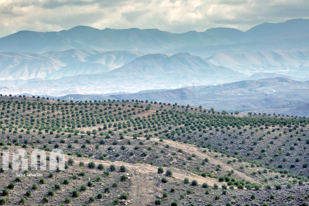  باغ بزرگ زیتون‌کشور در منجیل