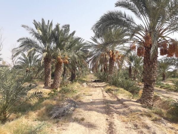 برداشت خرما در شهرستان مهران آغاز شد