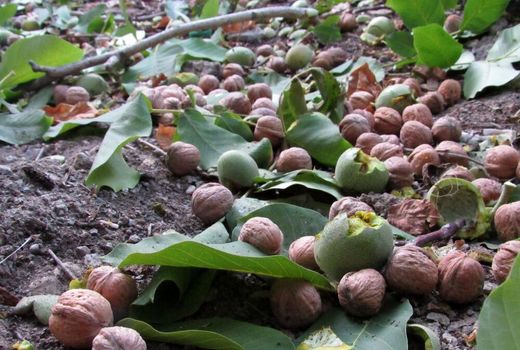 آغاز برداشت گردو از ۵۲۴ هکتار از باغ‌های بارور شهرستان کاشان