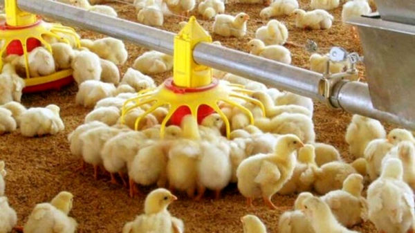 افزایش 9 درصدی جوجه‌ریزی در مرغداری‌های قزوین در سه ماهه نخست امسال