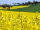  کاهش واردات روغن با کشت دانه کلزا