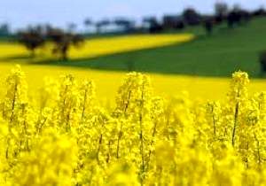  کاهش واردات روغن با کشت دانه کلزا
