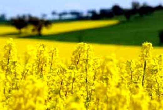  کاهش واردات روغن با کشت دانه کلزا