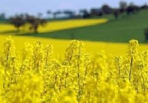  کاهش واردات روغن با کشت دانه کلزا