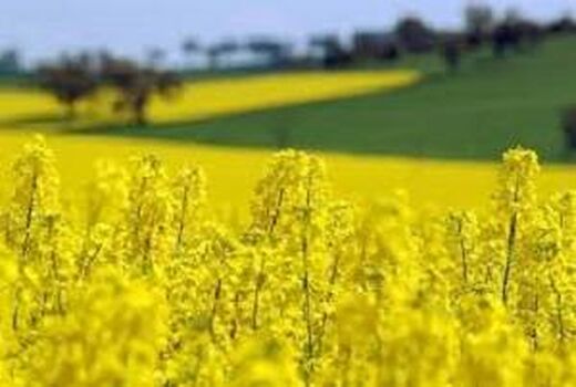  کاهش واردات روغن با کشت دانه کلزا