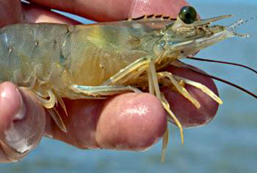 لزوم تسریع در تولید و تامین خوراک برای میگوی پرورشی