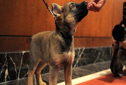 تهدید سلامت سگ‌های با ارزش با استخوان مرغ بجای غذای پِت‌ها