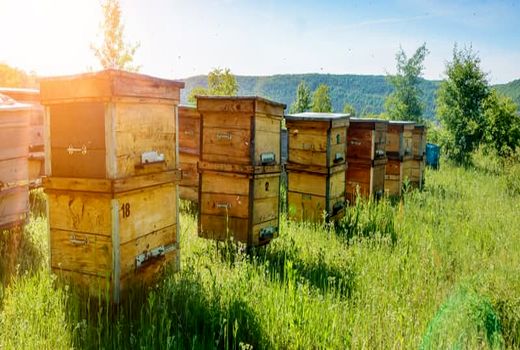 اسقرار کلنی‌های زنبور عسل در شهرستان فارسان