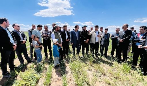 تحت پوشش قرار گرفتن 110 هکتار از مزارع کاغذکنان میانه در طرح پایداری تولید